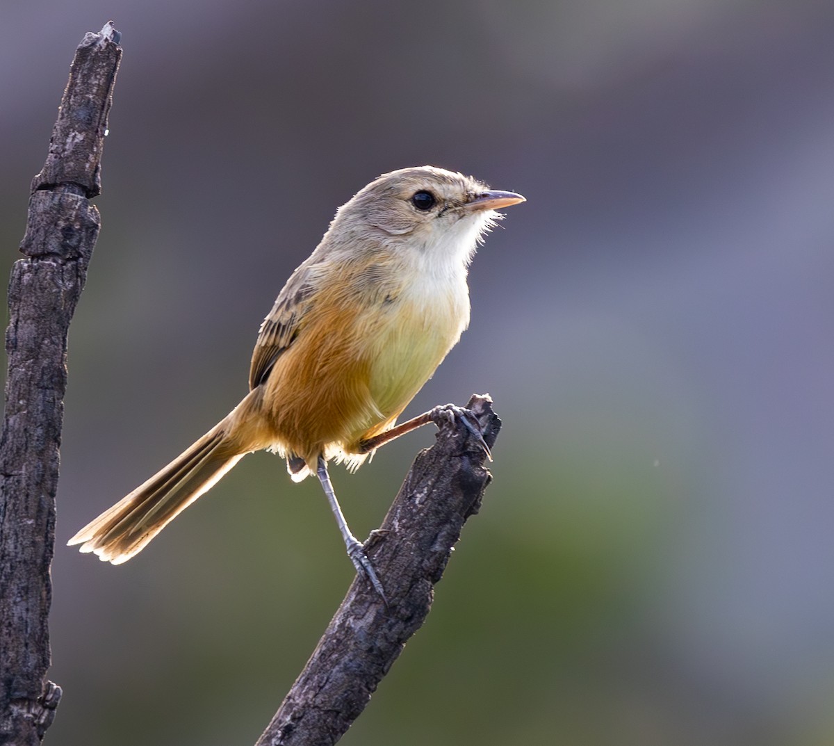 Rufous-sided Scrub-Tyrant - ML636564436