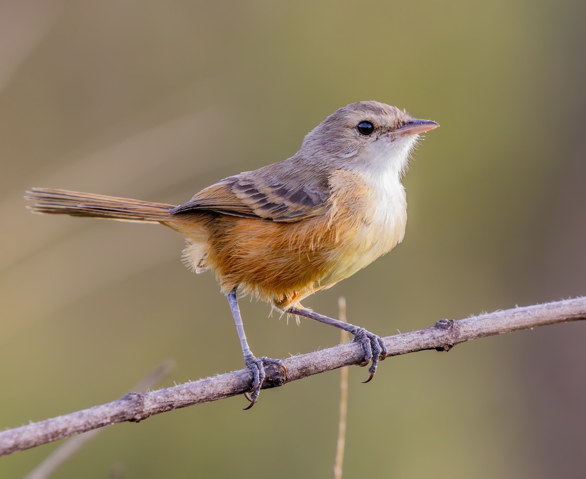 Rufous-sided Scrub-Tyrant - ML636564437