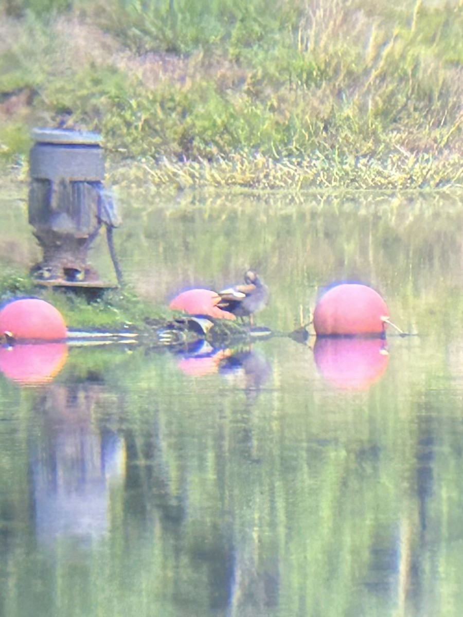 Бор нугас - ML636564439