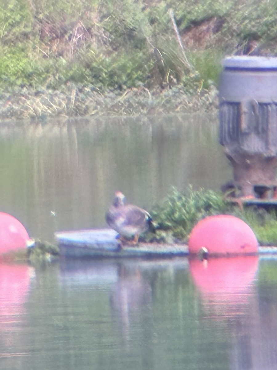 Бор нугас - ML636564440