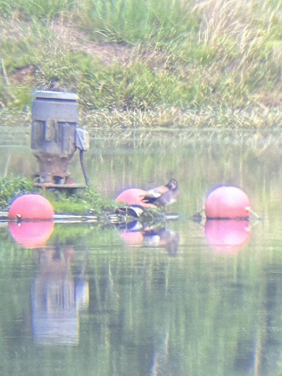 Бор нугас - ML636564441