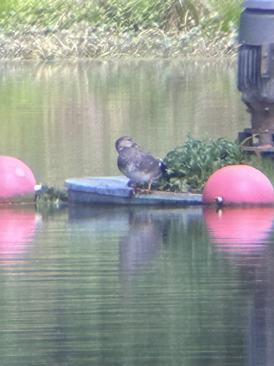 Бор нугас - ML636564442