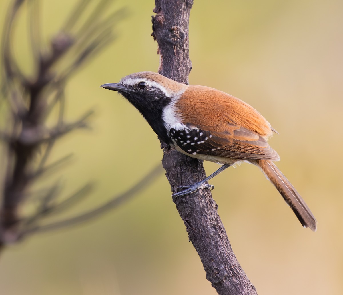 Rusty-backed Antwren - ML636564453