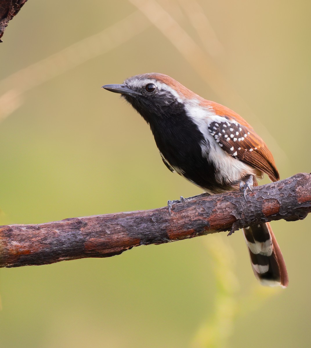 Rusty-backed Antwren - ML636564454