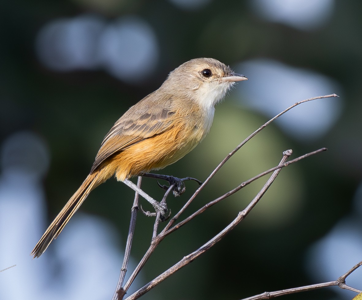 Rufous-sided Scrub-Tyrant - ML636564463