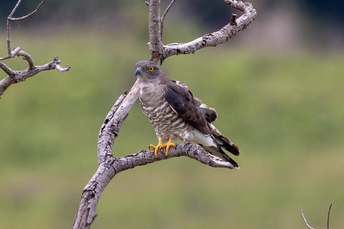 African Cuckoo-Hawk - ML636564552