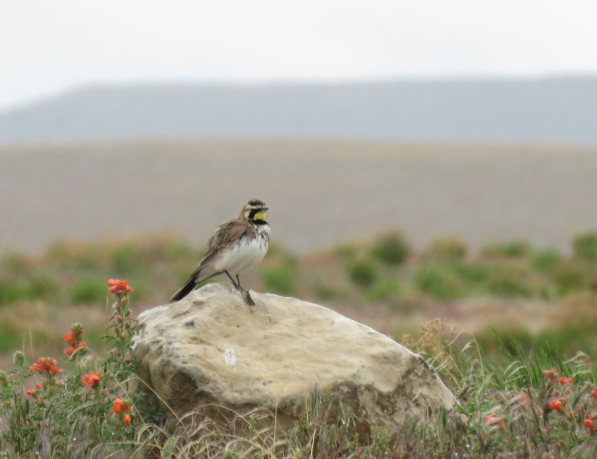 Horned Lark - ML636564691