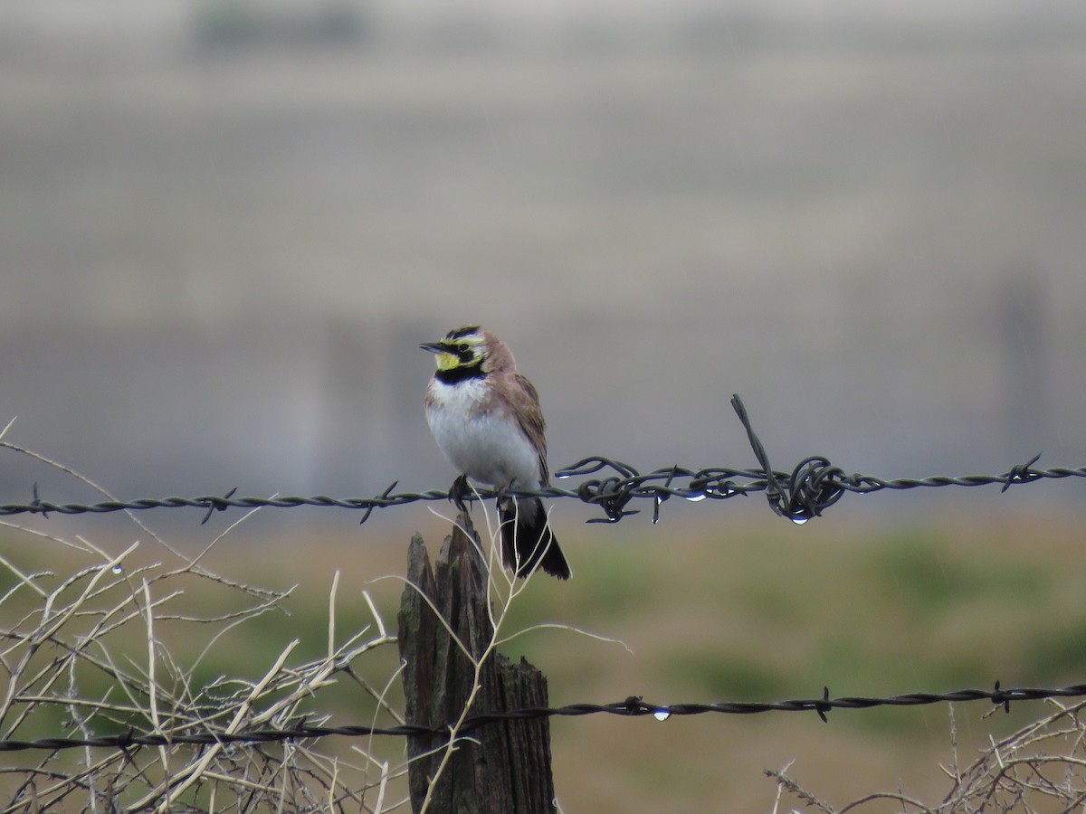 Horned Lark - ML636564692
