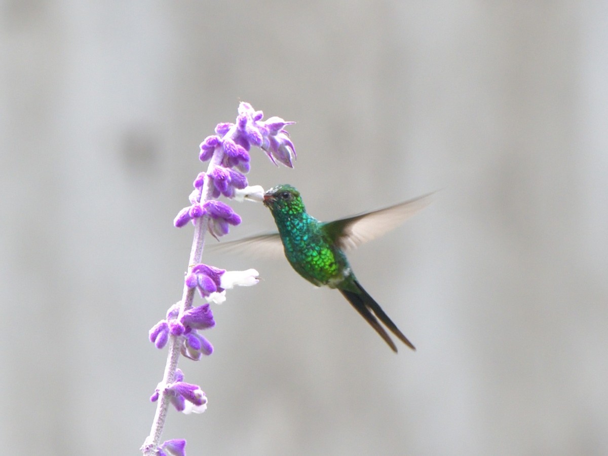 Golden-crowned Emerald - ML636564701