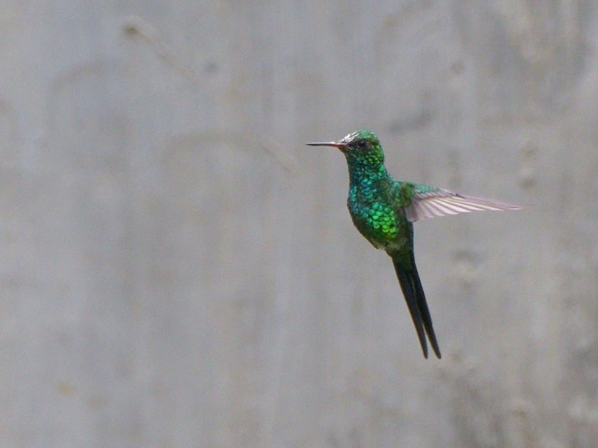 Golden-crowned Emerald - ML636564703
