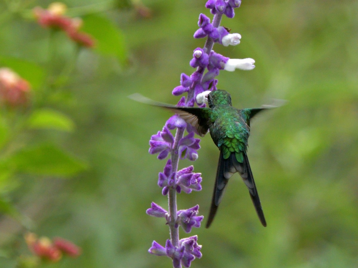 Golden-crowned Emerald - ML636564704