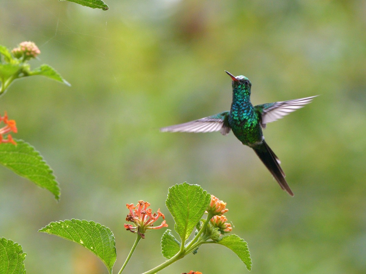 Golden-crowned Emerald - ML636564705