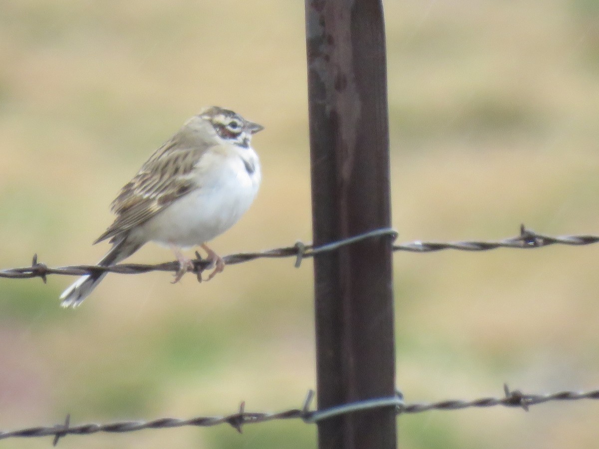 Lark Sparrow - ML636564710