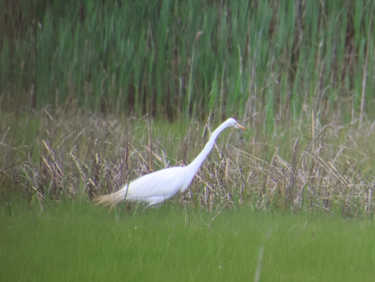Great Egret - ML636564728