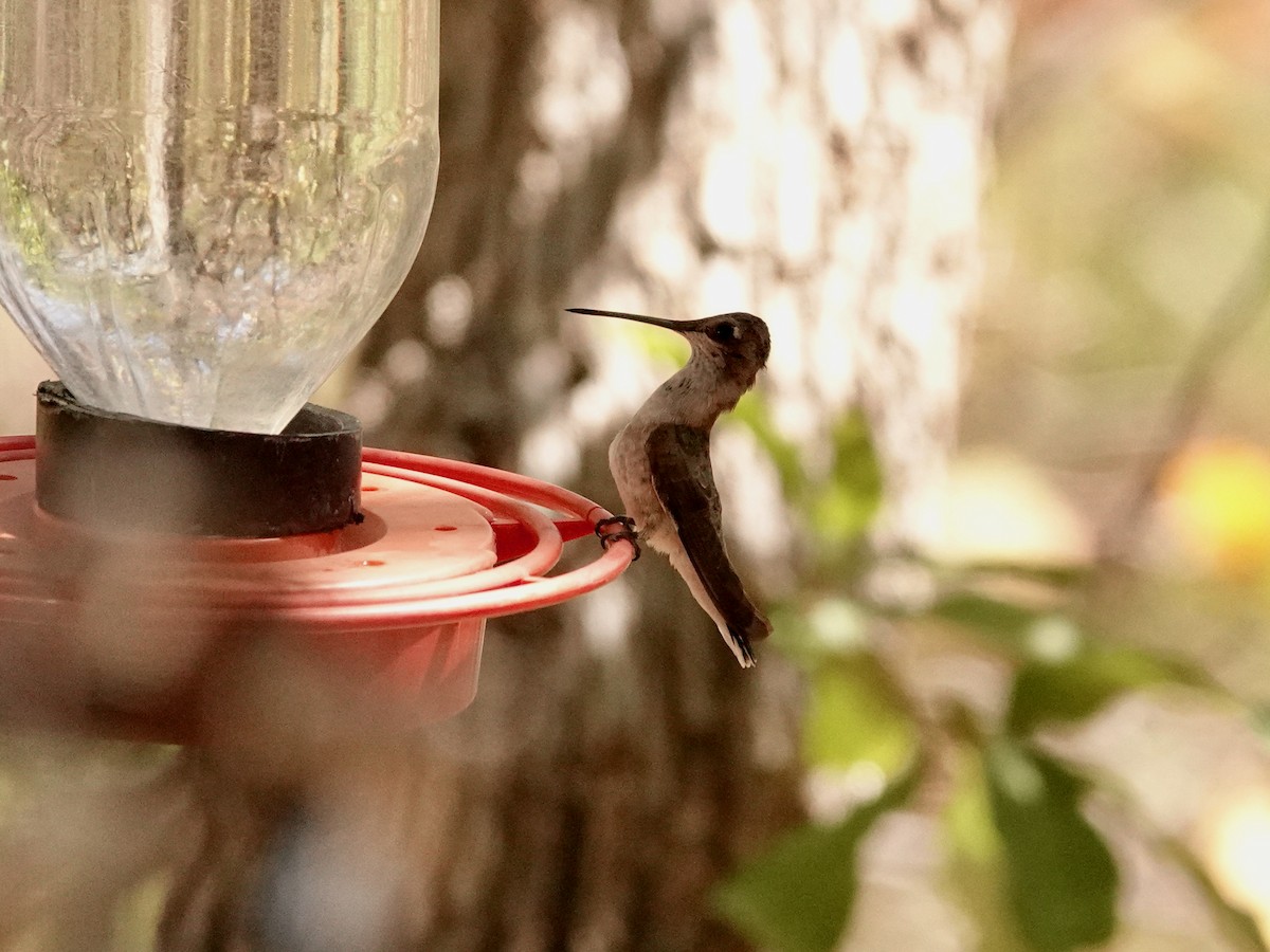Rivoli's Hummingbird - ML636564737