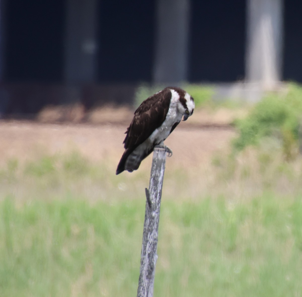 Osprey - ML636564767