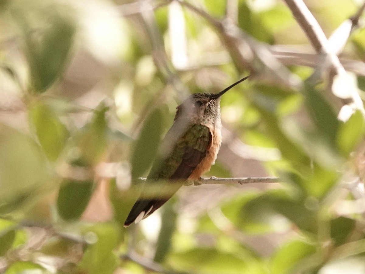 Rufous Hummingbird - ML636564769