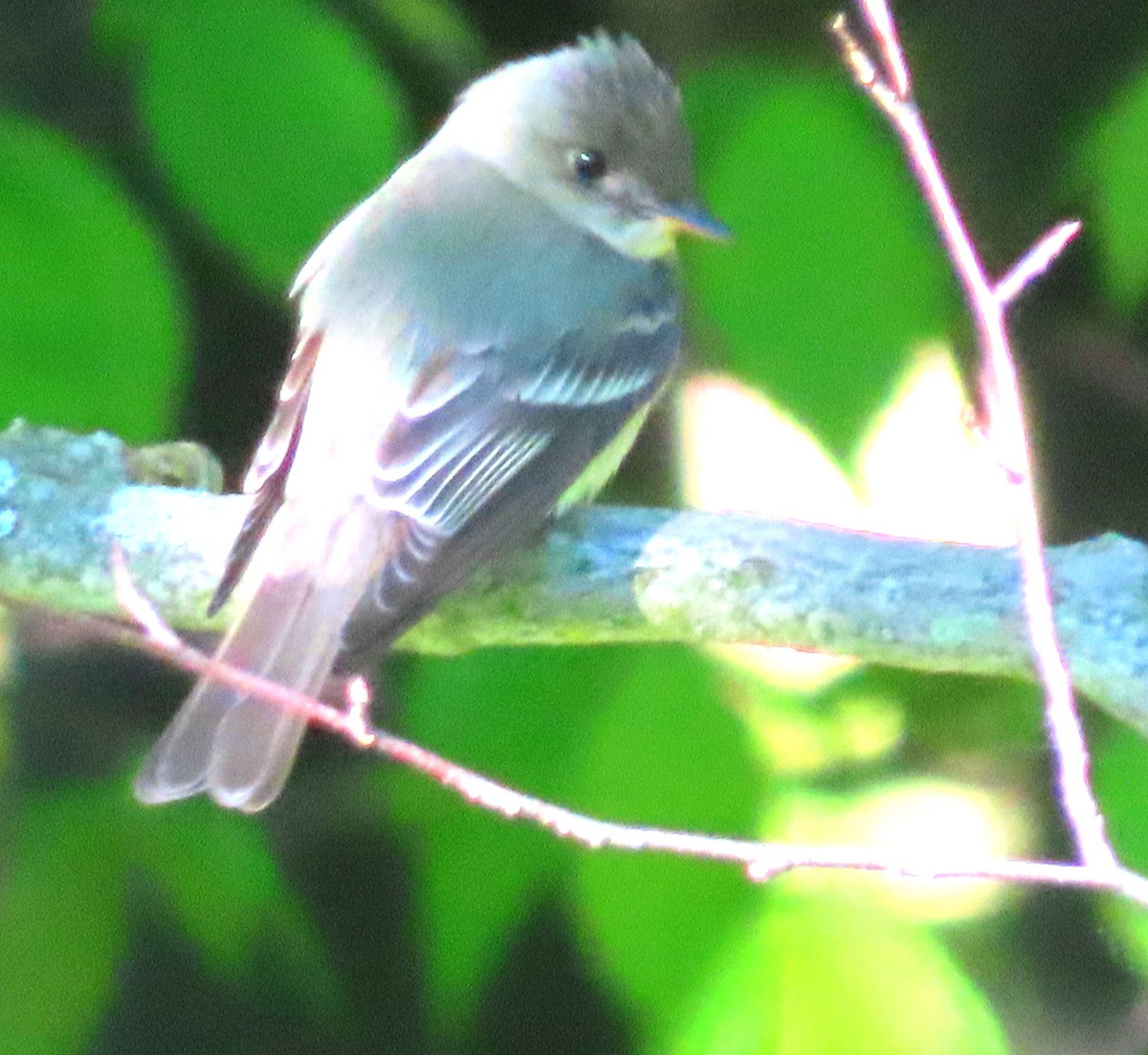 Yellow-bellied Flycatcher - ML636564782