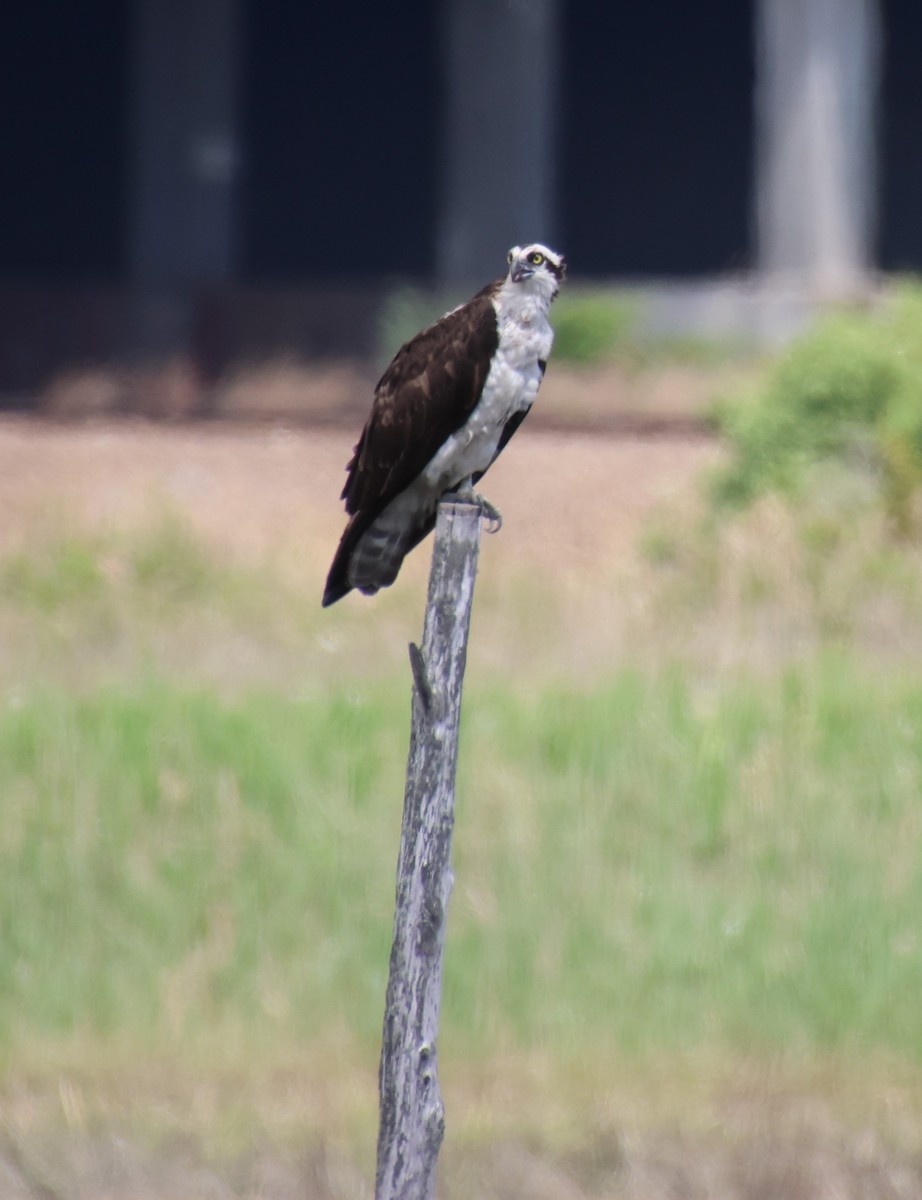 Osprey - ML636564783