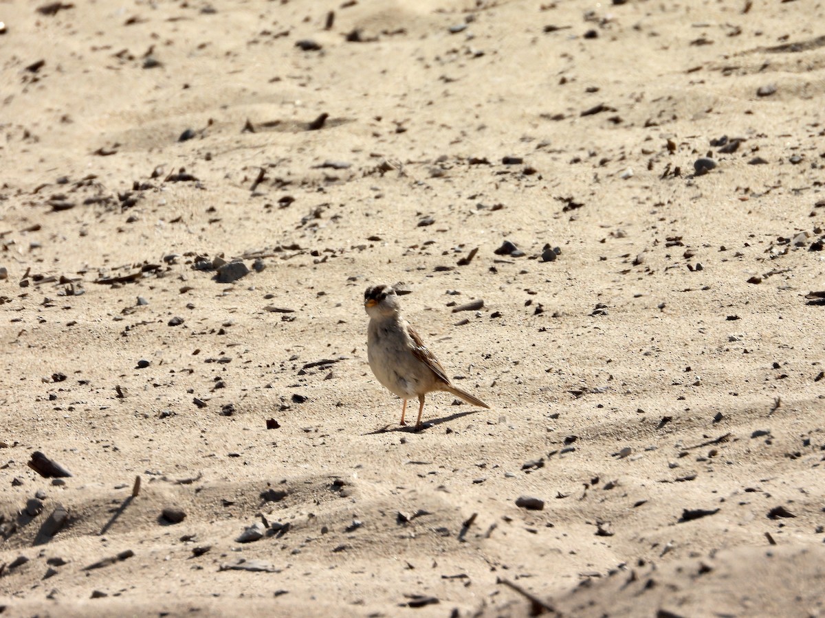 White-crowned Sparrow - ML636564790