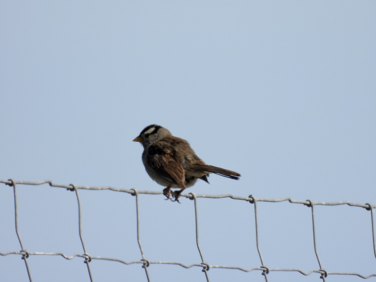 White-crowned Sparrow - ML636564873