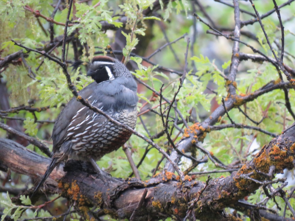 California Quail - ML636564882