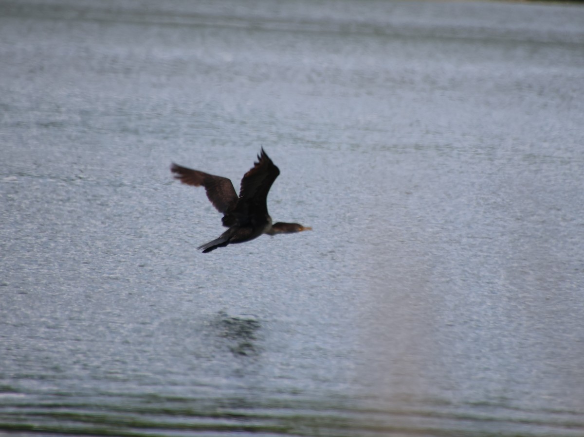 Double-crested Cormorant - ML636564918