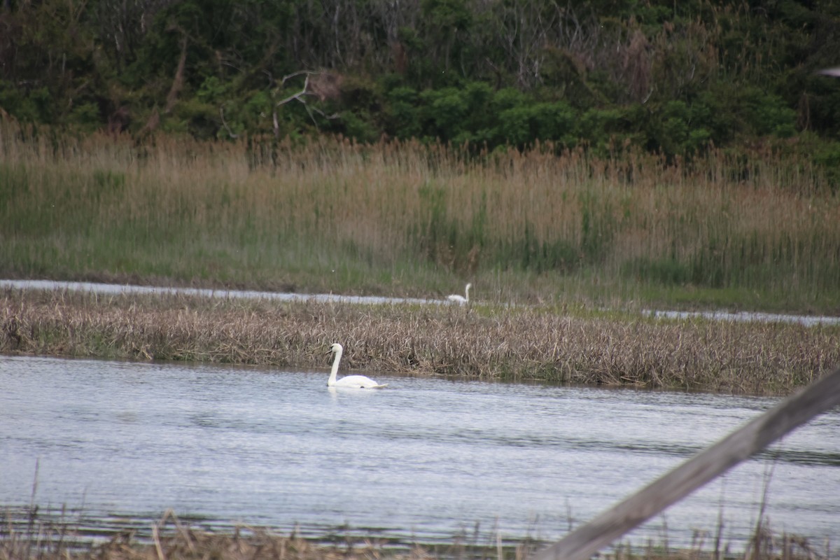 Mute Swan - ML636564944