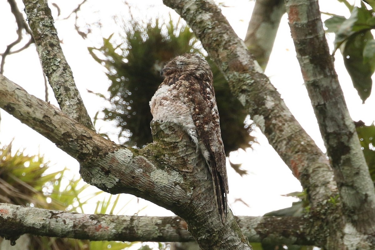 Great Potoo - ML636564959