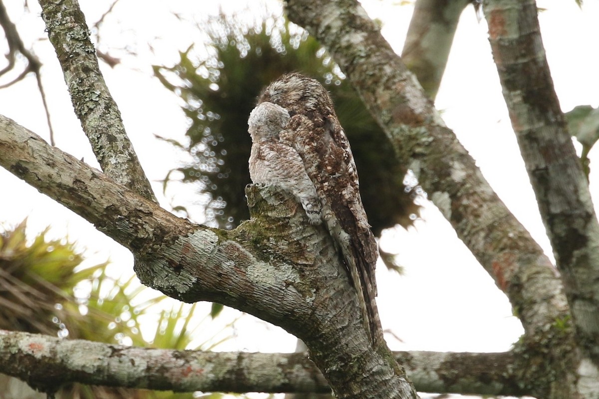 Great Potoo - ML636564960