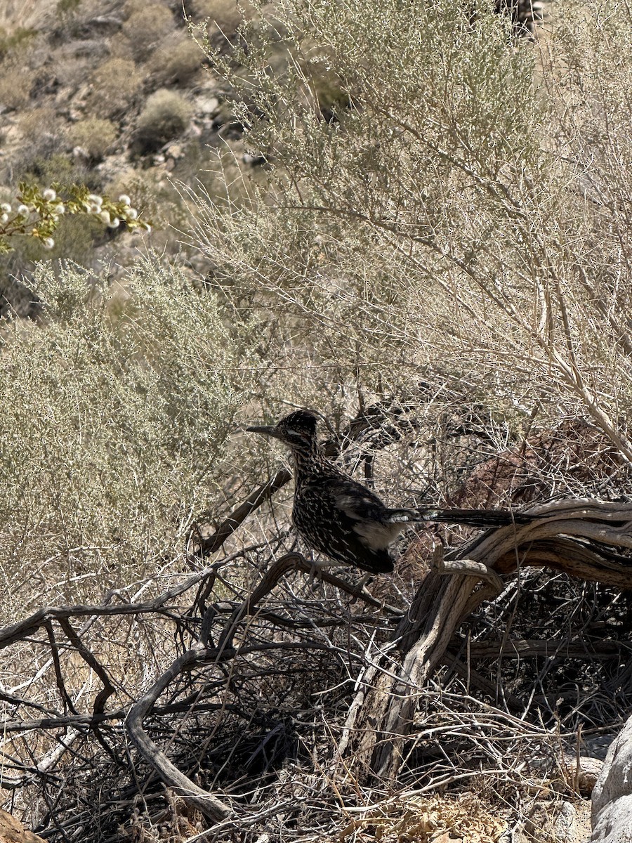 Greater Roadrunner - ML636564985