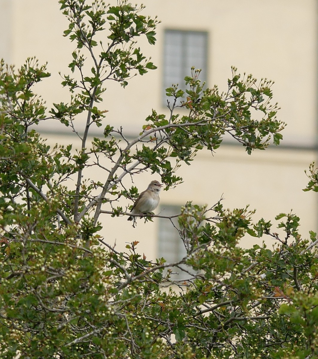 Garden Warbler - ML636565042