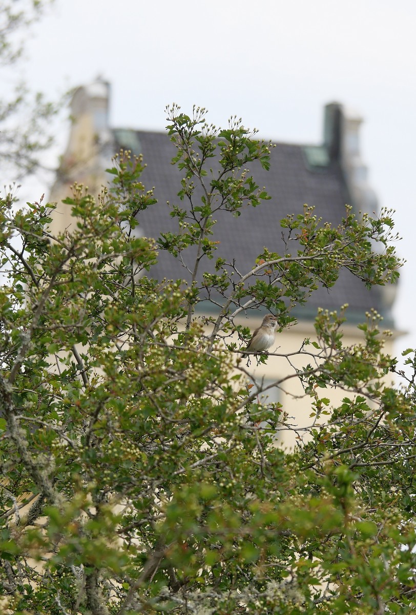 Garden Warbler - ML636565062