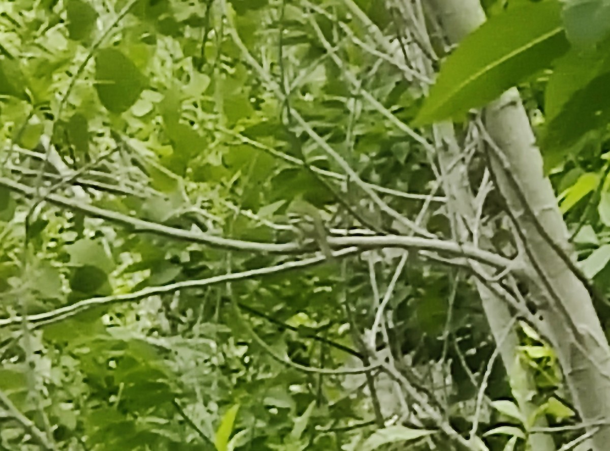 Yellow-bellied Flycatcher - ML636565067