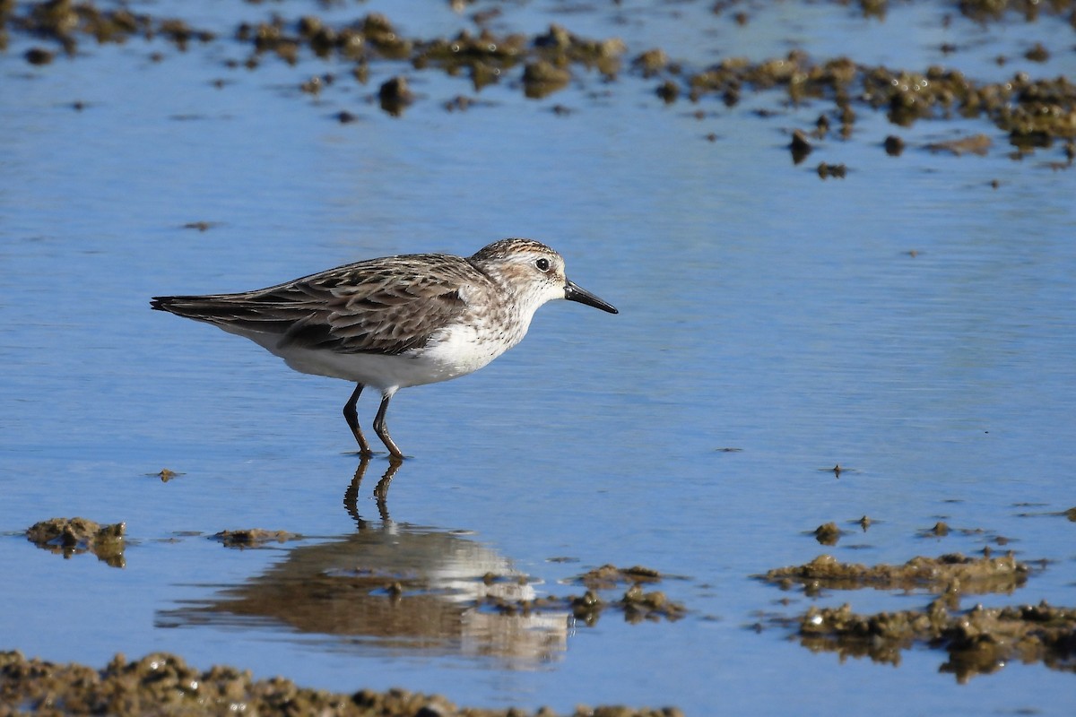 Semipalmated Sandpiper - ML636565152