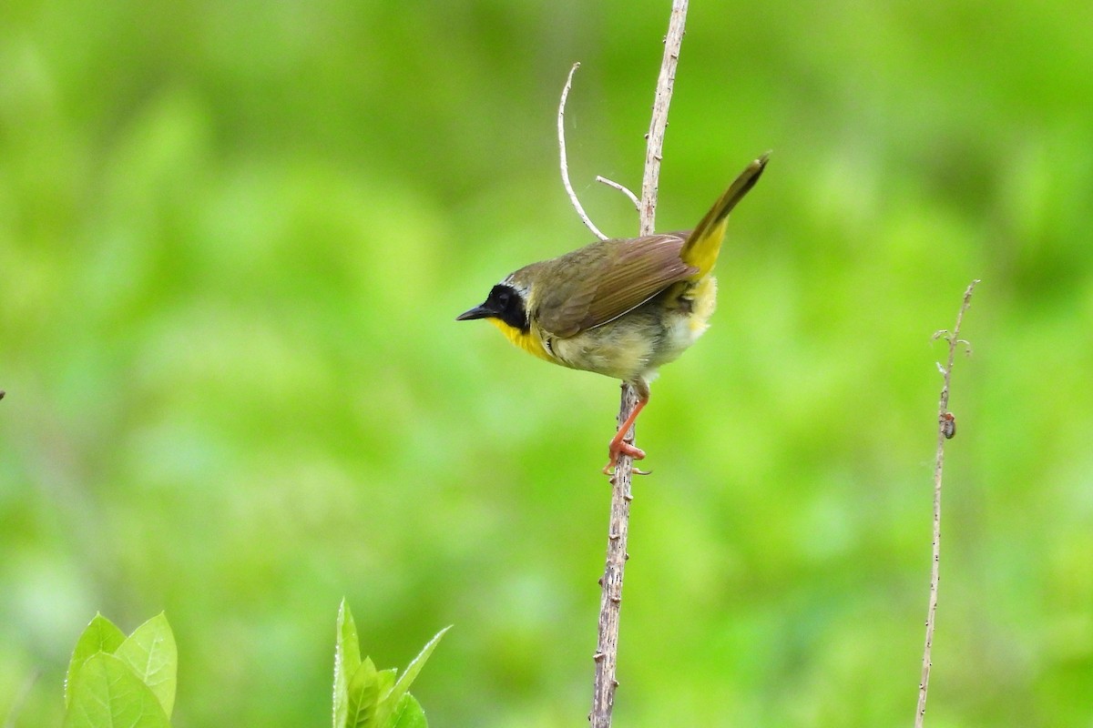 Common Yellowthroat - ML636565214