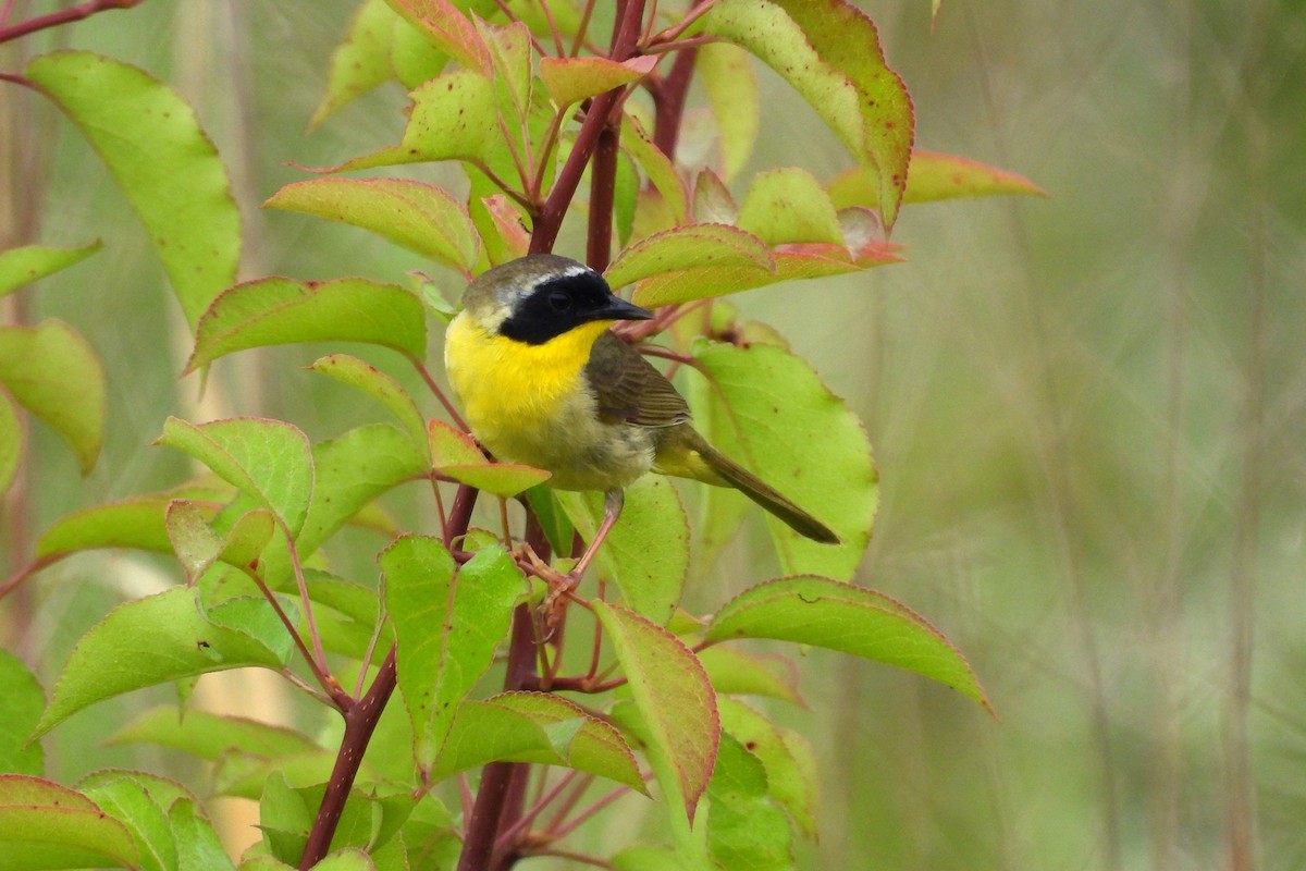 Common Yellowthroat - ML636565235
