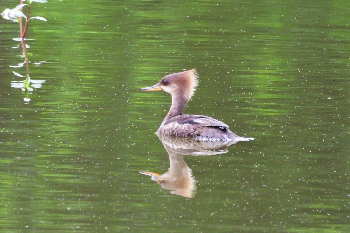 Hooded Merganser - ML636565277