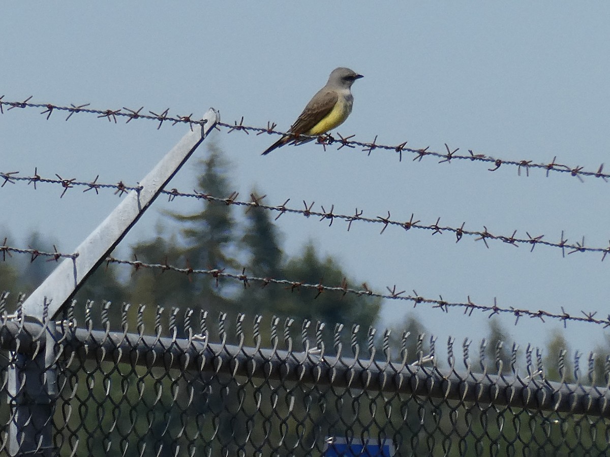 Western Kingbird - ML636565294