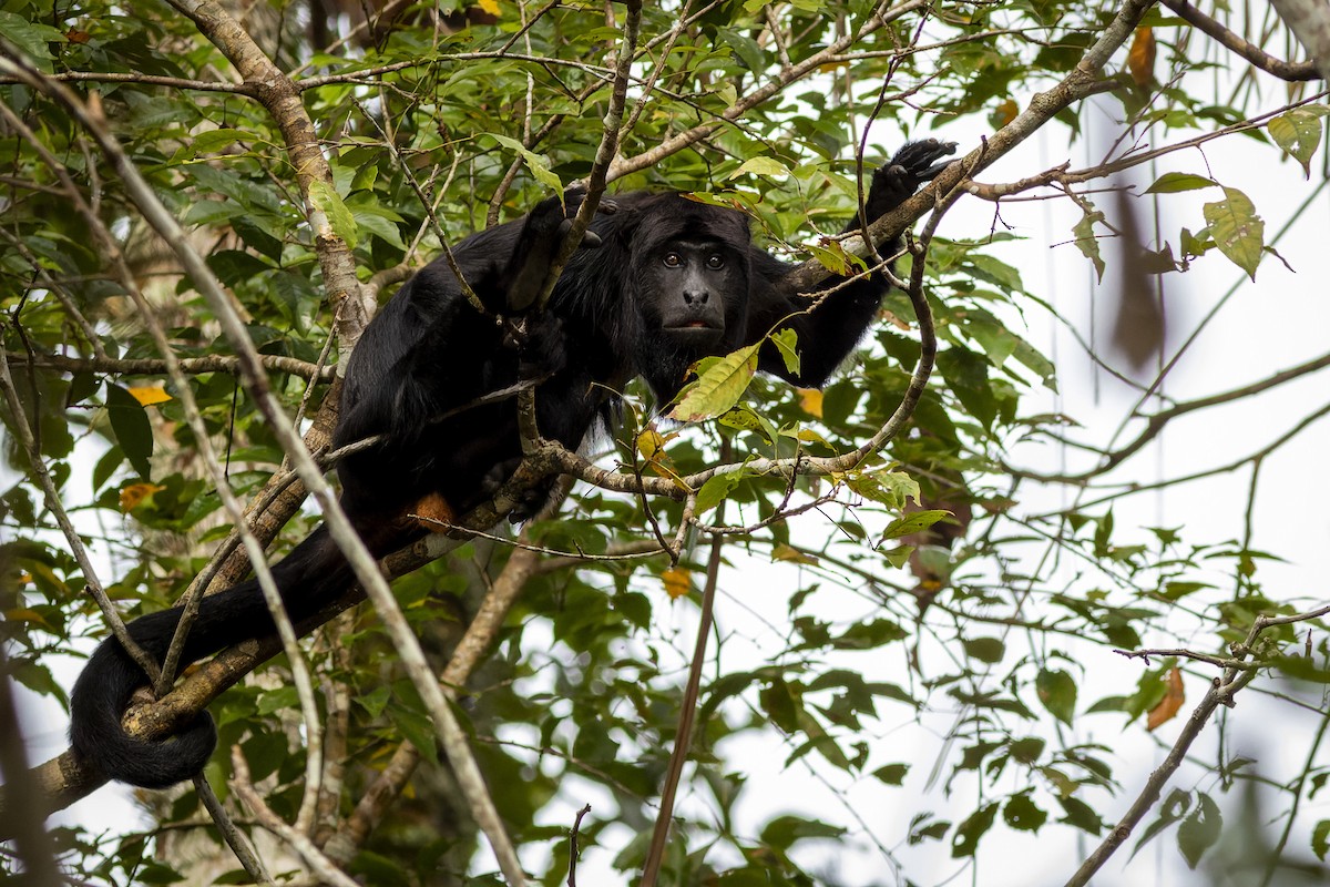 Howler Monkeys - ML636565334