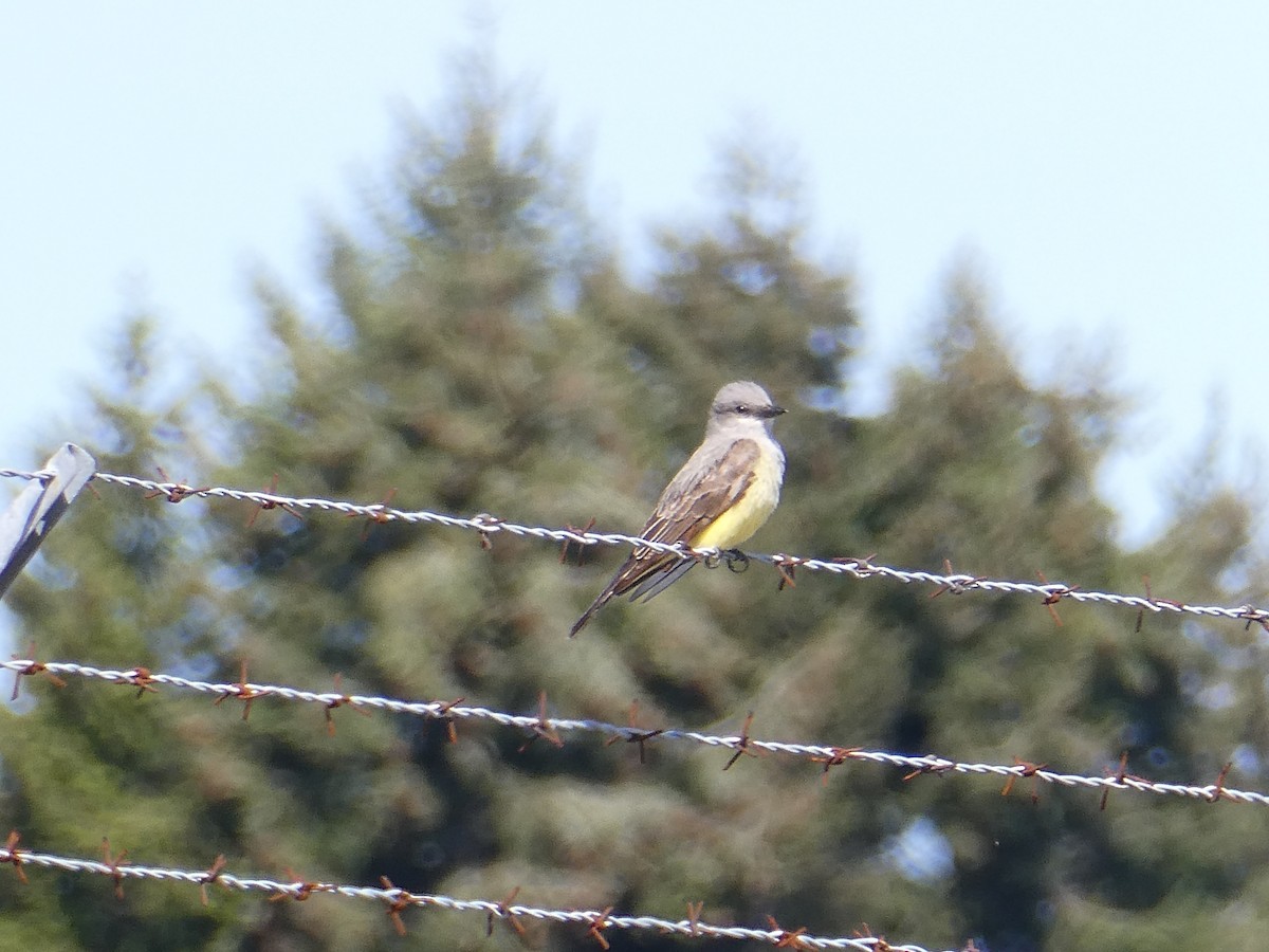 Western Kingbird - ML636565352