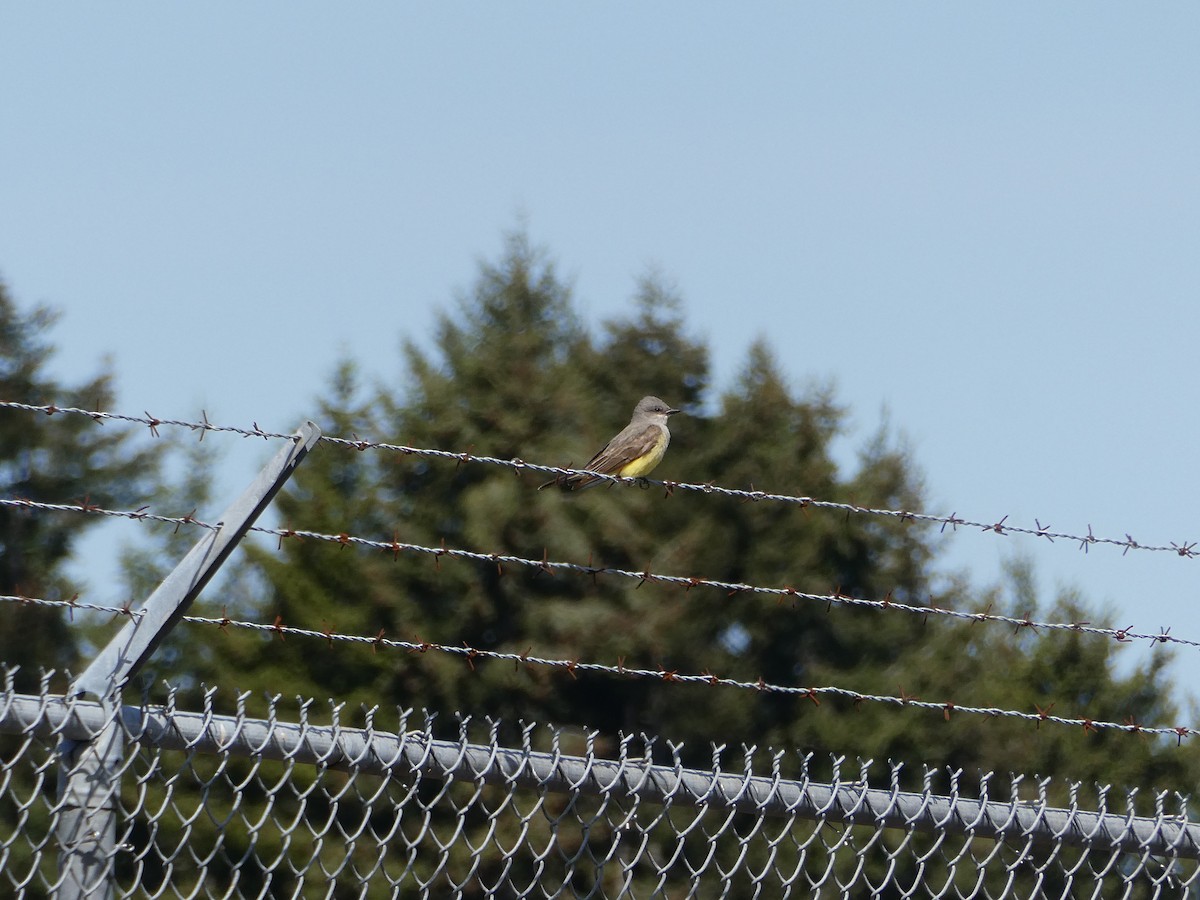 Western Kingbird - ML636565354