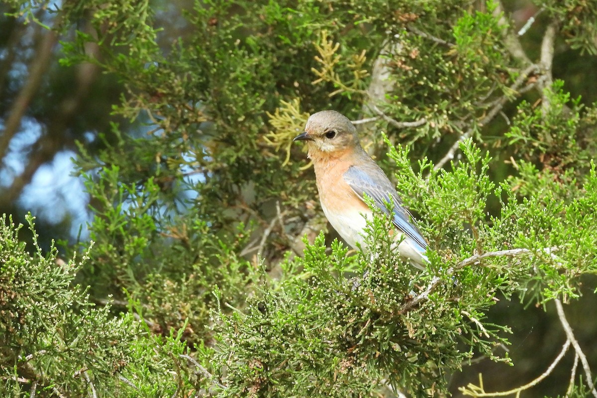 Eastern Bluebird - ML636565355