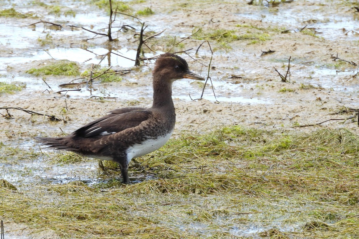 Hooded Merganser - ML636565433