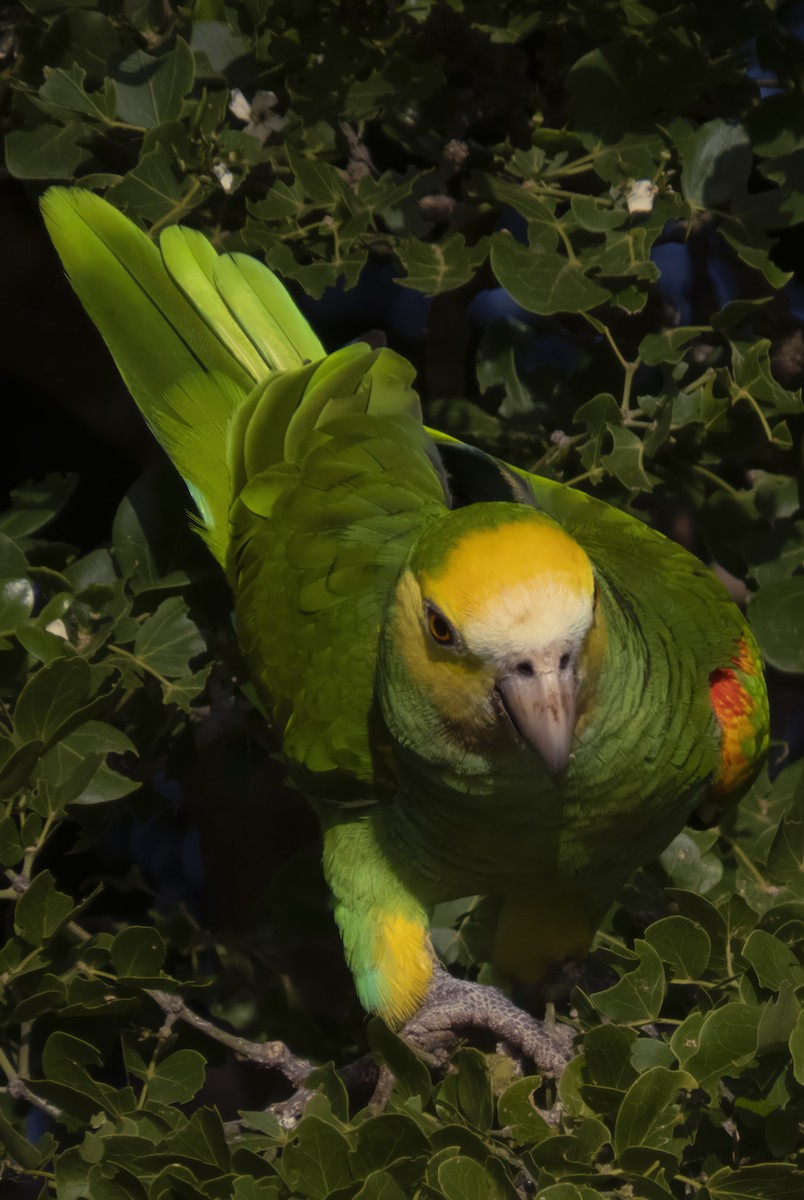 Yellow-shouldered Amazon - ML636565442