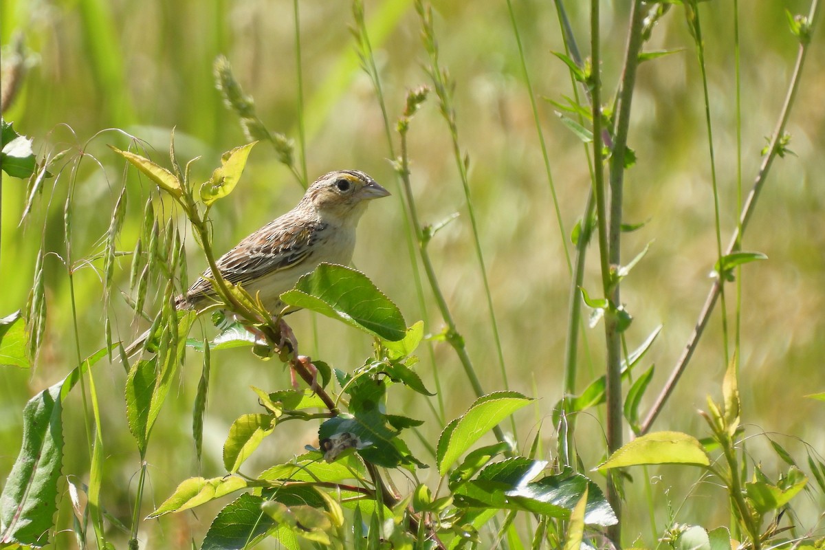Grasshopper Sparrow - ML636565497