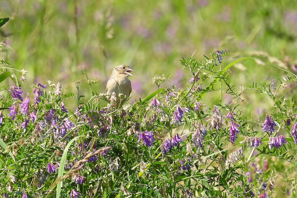 Grasshopper Sparrow - ML636565506