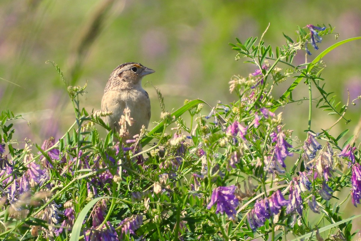 Grasshopper Sparrow - ML636565540