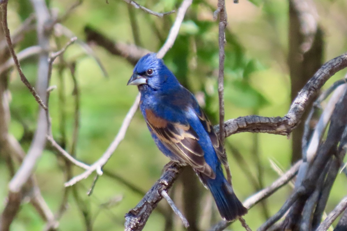 Blue Grosbeak - ML636565575