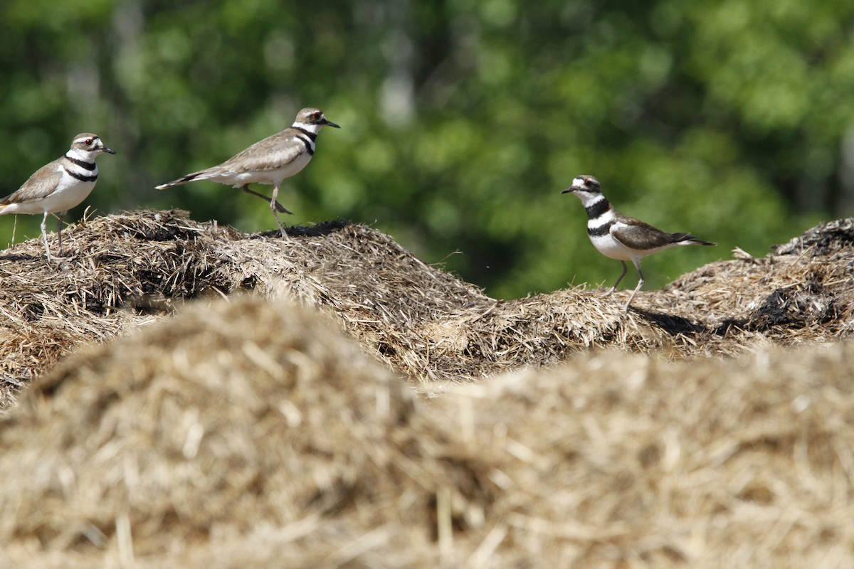 Killdeer - ML636565588